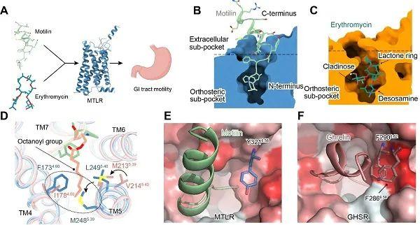 研究破解胃动素和大环内酯类抗生素调控胃动素受体的分子密码