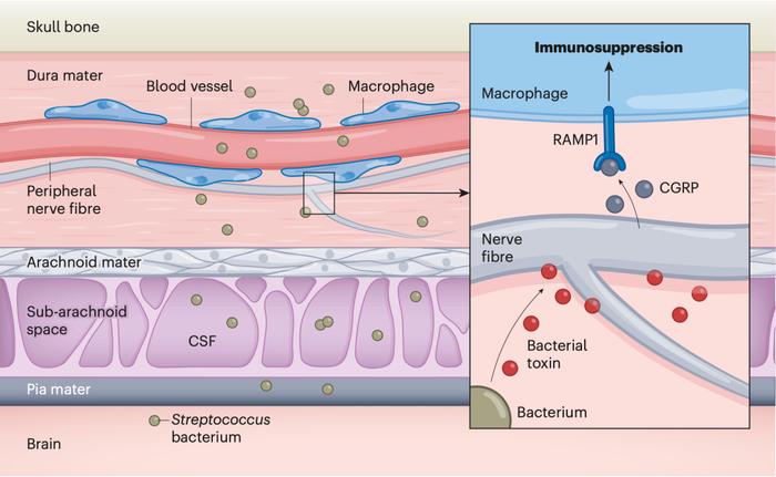 《自然》：头疼欲裂，或是细菌正在穿越脑膜！哈佛团队发现，细菌会劫持大脑疼痛神经元，抑制大脑免疫，促进细菌感染