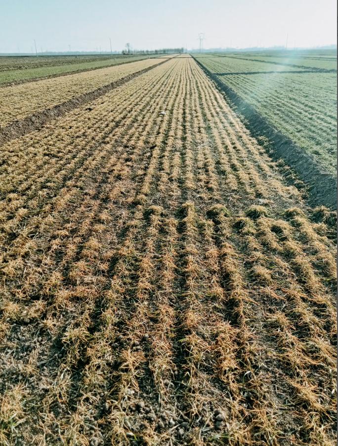 去冬今春，多地小麦发生冻害是什么原因？7大问题找全了！