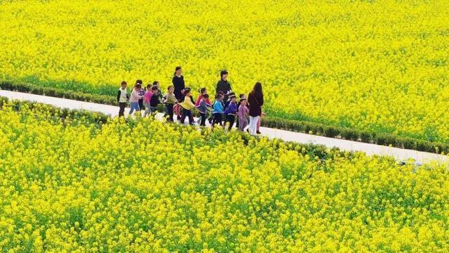 菜花飞入庄行去，世间至美无别景丨奉贤风物