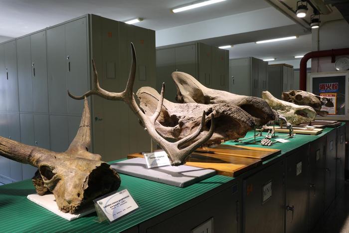 中科院古脊椎所标本馆成为全球自然藏品的重要组成部分