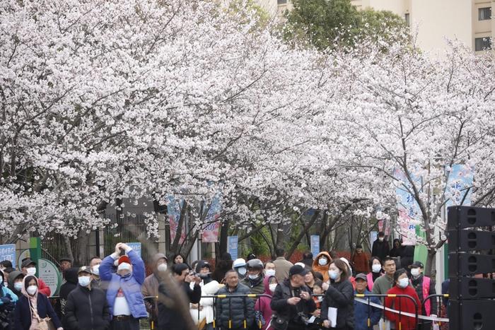 2000米樱花长廊等客来，上海高东樱花节启幕，今明后三天免费向市民开放