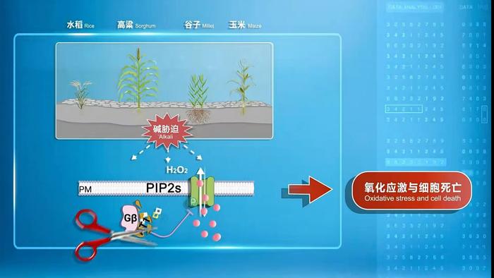 盐碱地有望变“粮仓”：国内十家联手，发现植物耐盐碱关键基因