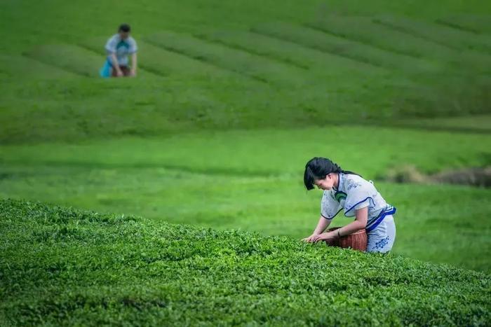 乡约贵州 · 开阳县田坎村丨人间万事消磨季，又到一年煮茶时