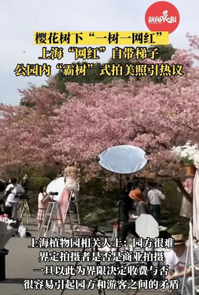 网红团队为拍视频，狂摇百年樱花树？手写道歉信来了→