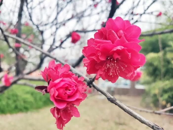 明日邯郸气温渐回升，但早晨气温仍较低