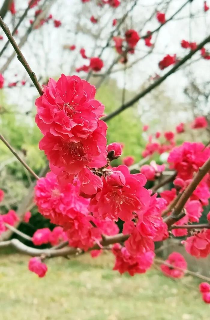 明日邯郸气温渐回升，但早晨气温仍较低