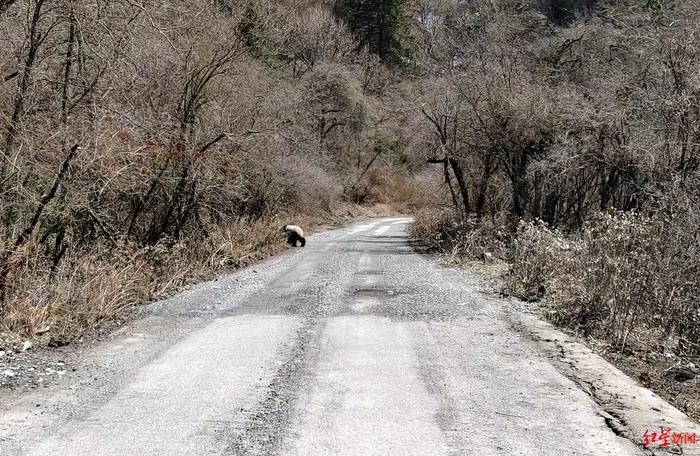 距离仅几米！巡护员偶遇野生大熊猫：它正在公路上遛达，发现有人继续淡定遛达