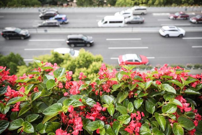 典雅的“花中神仙”上场，上海两种“粉色”打起来了