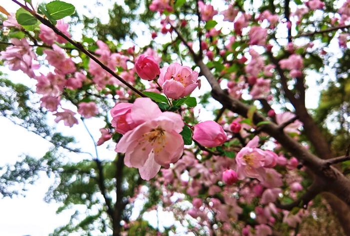 典雅的“花中神仙”上场，上海两种“粉色”打起来了