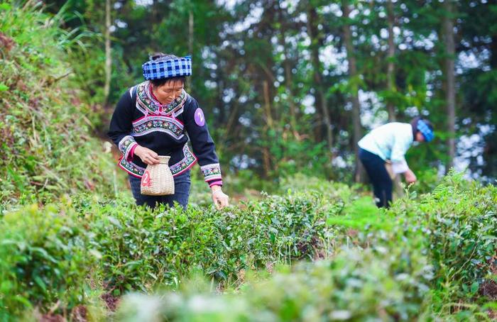 贵州望谟：紫茶种好“钱”景