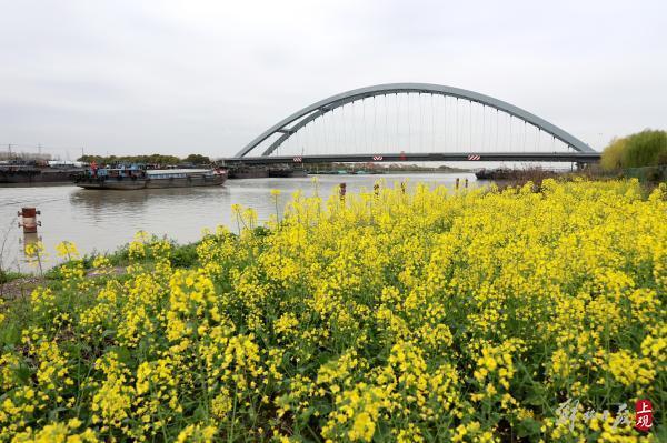 上海最大人工河开始“绣花边”：闵行浦江大治河公园开建