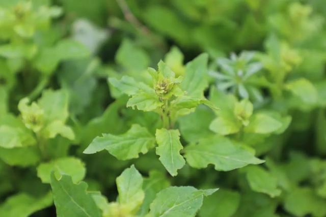 踏春寻味！金山这里的头茬枸杞芽上市了