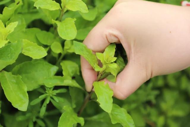 踏春寻味！金山这里的头茬枸杞芽上市了