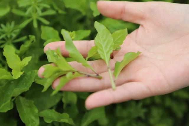 踏春寻味！金山这里的头茬枸杞芽上市了