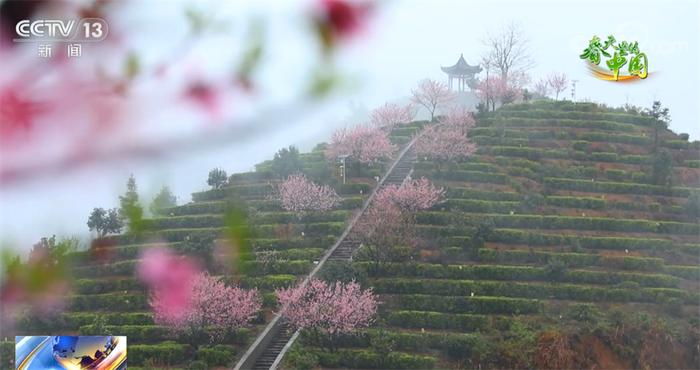 春天里的中国 大江南北花开正艳景色美