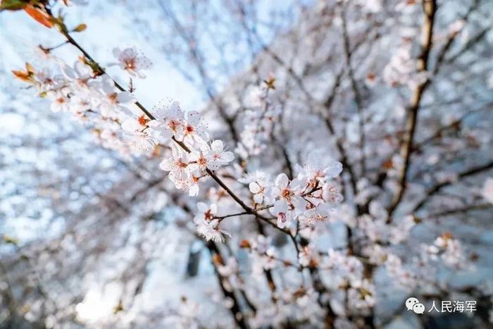 “校花”大比拼！看完你最想去海军哪所军校?