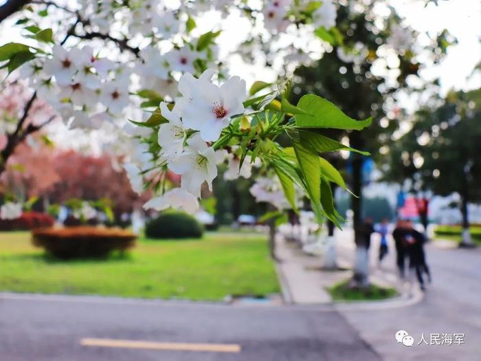 “校花”大比拼！看完你最想去海军哪所军校?