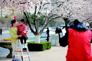 有群志愿者免费为市民拍樱花合影