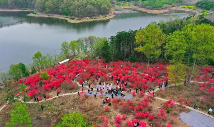 京山市第二届杜鹃花节开幕