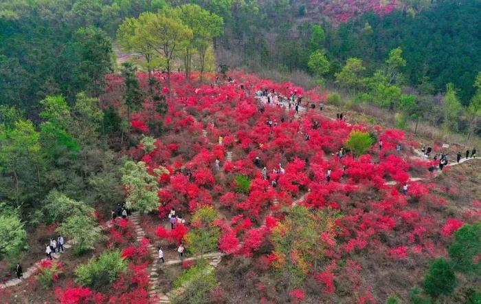 京山市第二届杜鹃花节开幕