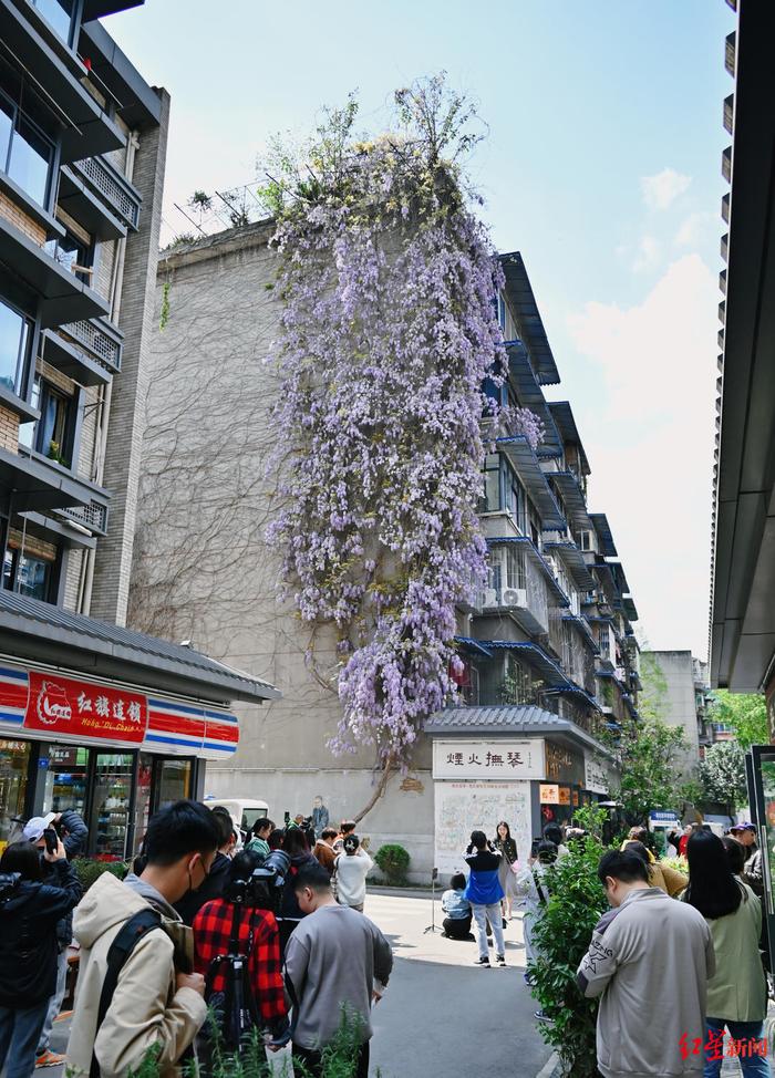 揭秘成都网红紫藤花瀑：“芳龄”三四十，传说是茶铺老板随手栽下