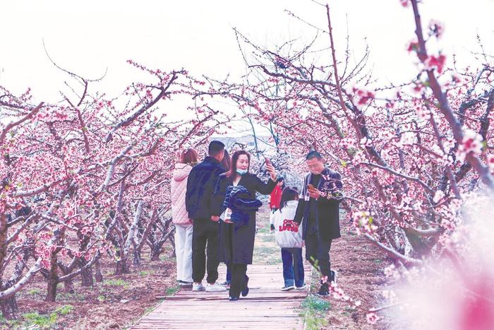 【相约安徽 ·向春而行】“赏花经济”带火乡村旅游