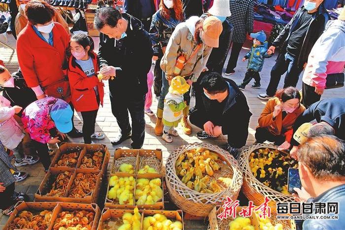 【图片新闻】张掖市甘州区西郊集市上出售的鸡鸭苗吸引群众选购