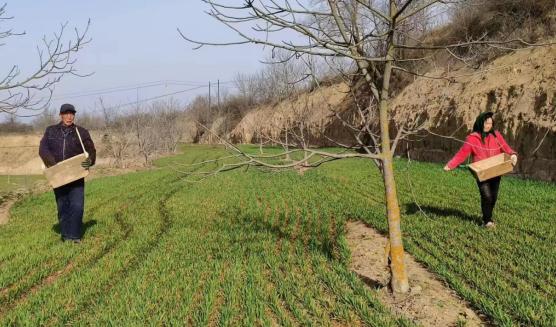 平凉华亭砚峡：加强小麦春管 助力夏粮丰收