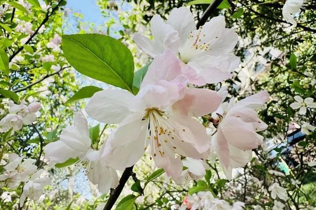 春花烂漫正当时，花粉过敏需谨慎