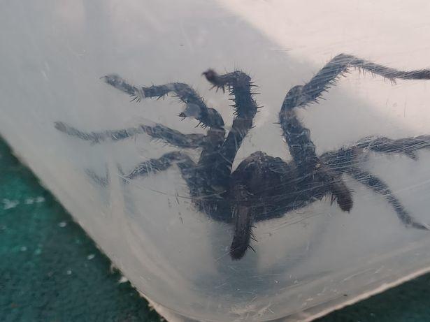 吓人！澳大利亚多地连降暴雨，剧毒蜘蛛频现居民家中泳池