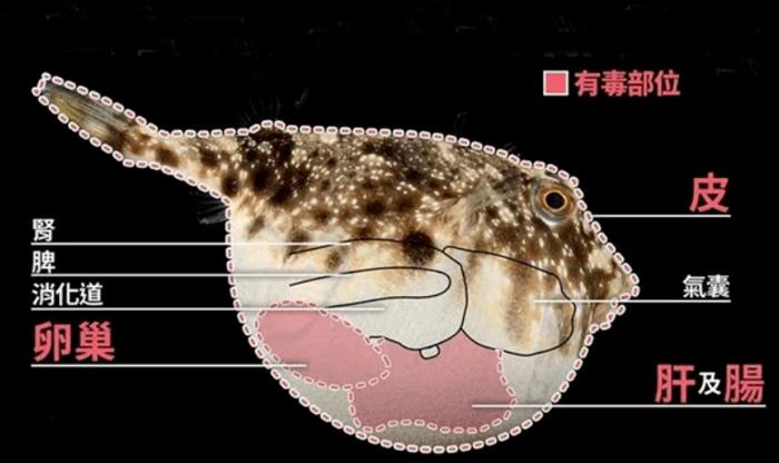 0.5毫克即可致死，近期多人中毒！问题来了：河豚会被河豚毒素毒死吗？