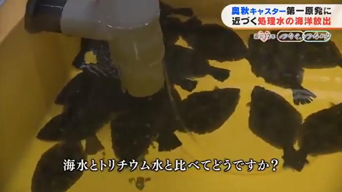 日本开展核污水养鱼试验(福岛电视台)
