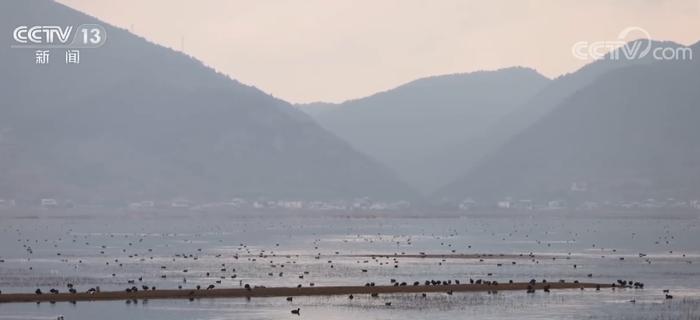 黑颈鹤等越冬候鸟迁徙在即 管护人员采取多种措施保障安全