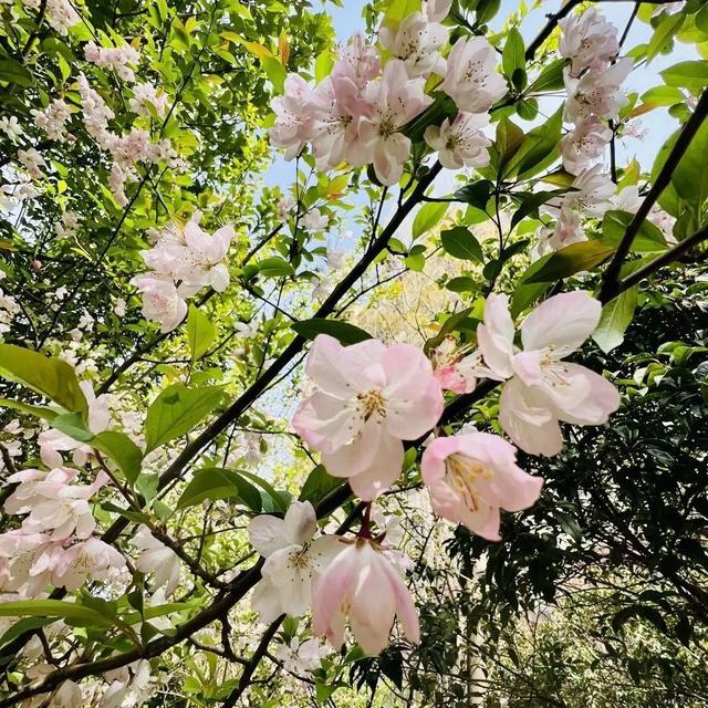 春花烂漫正当时，花粉过敏需谨慎