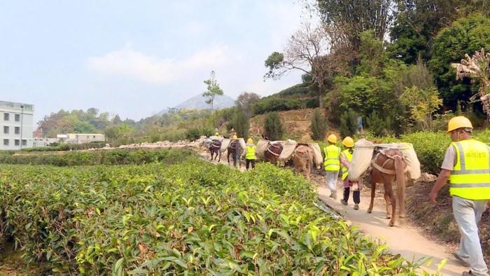 探访潮州古驿道 | 修建保护茶旅古道  推动凤凰茶旅发展