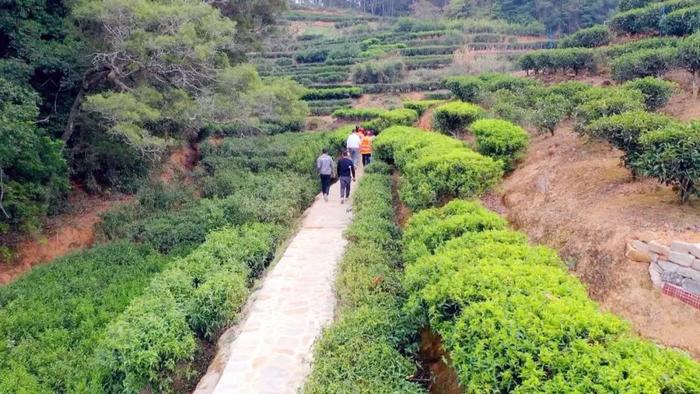 探访潮州古驿道 | 修建保护茶旅古道  推动凤凰茶旅发展