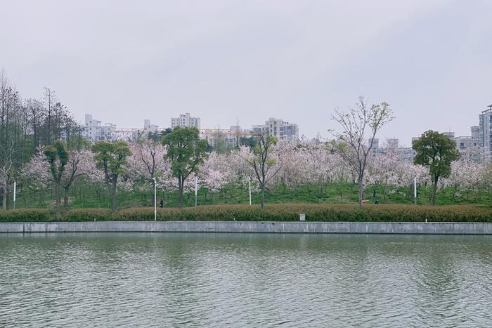 【多图】顾村、辰山赏樱人太多？记者去这些小众又免费的赏樱地点看了看