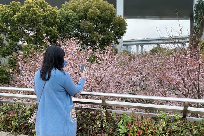 【多图】顾村、辰山赏樱人太多？记者去这些小众又免费的赏樱地点看了看