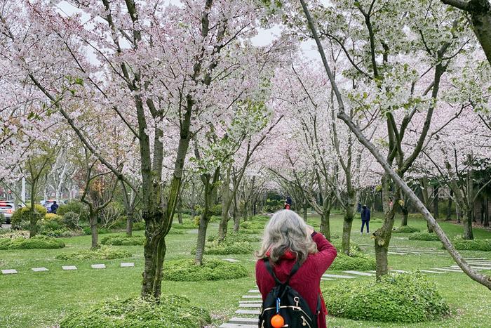 【多图】顾村、辰山赏樱人太多？记者去这些小众又免费的赏樱地点看了看