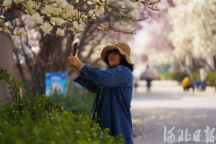 河北遵化：玉兰盛开花似海