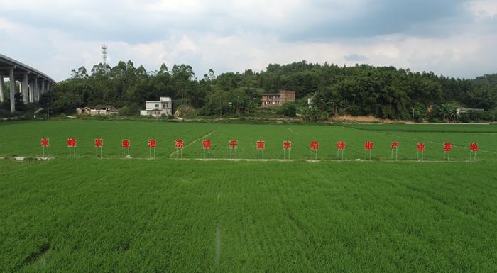 广东省首个万头肉牛养殖基地落户肇庆！同期启动的还有这些项目……