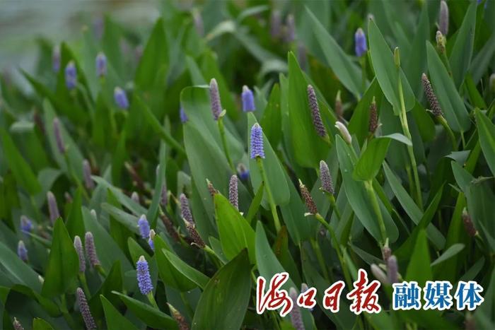 海口五源河生态塘修复初显成效，水菜花等11种本地水生植物成为湿地生态修复“高手”