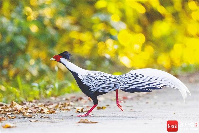 鸟类摄影师陈志刚：走遍海南 追鸟十年