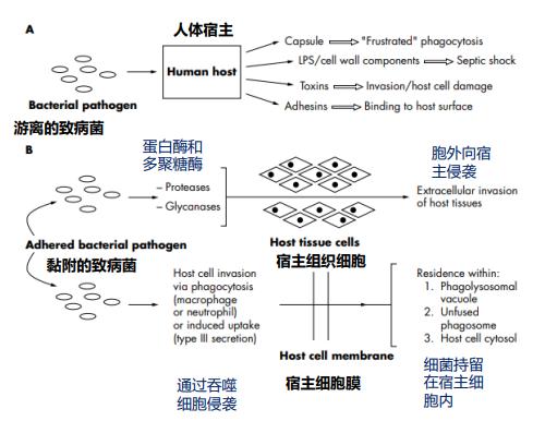 细菌感染-人类至今无法完胜的疾患