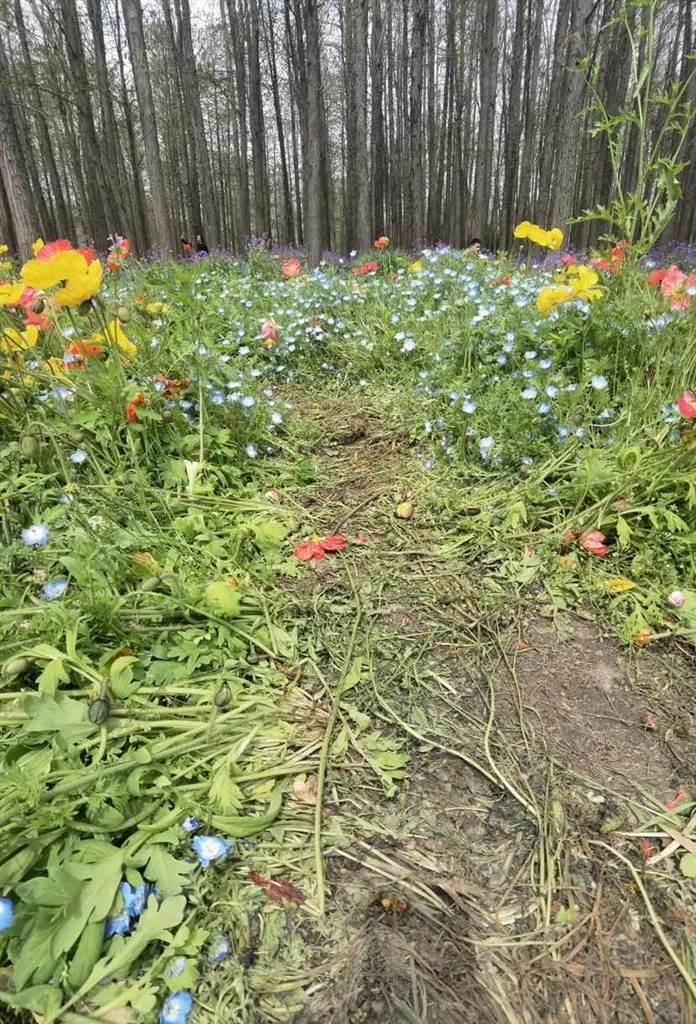 “请脚下留情文明赏花！”共青森林公园虞美人花海遭踩踏提前结束花期