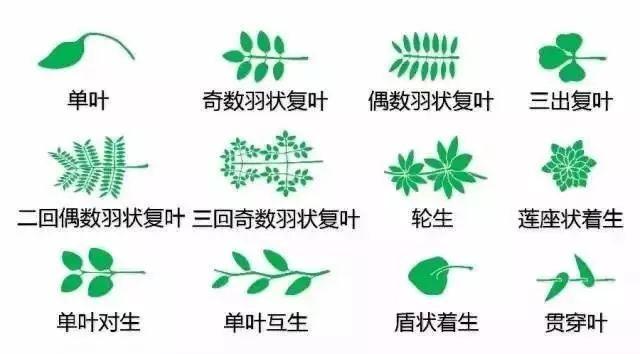 最全的植物形态图解 ，学植物认植物的要收藏~