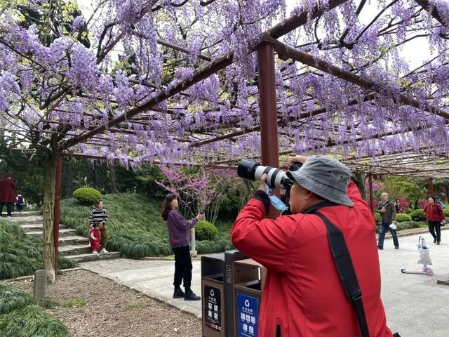 嘉定第一波紫藤绽放！附嘉定紫藤园预约方式→