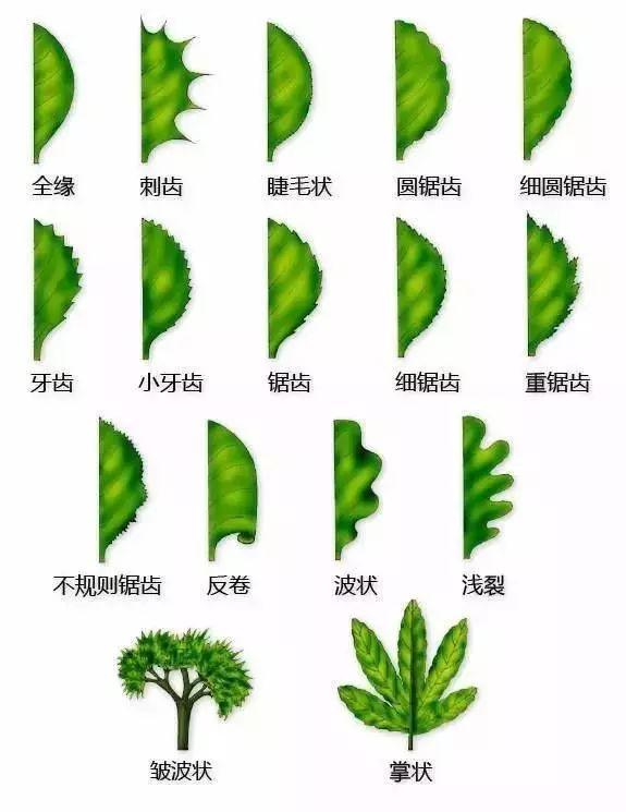 最全的植物形态图解 ，学植物认植物的要收藏~