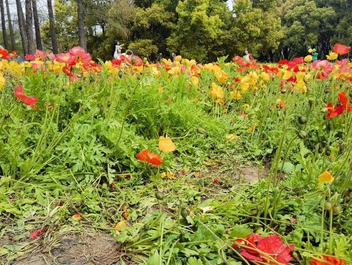 “请脚下留情文明赏花！”共青森林公园虞美人花海遭踩踏提前结束花期